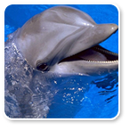 «Дельфинарий-Неринга»